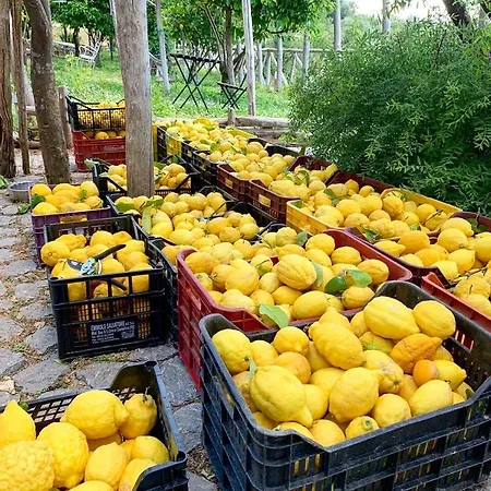 לינה וארוחת בוקר Casa Flora 2*