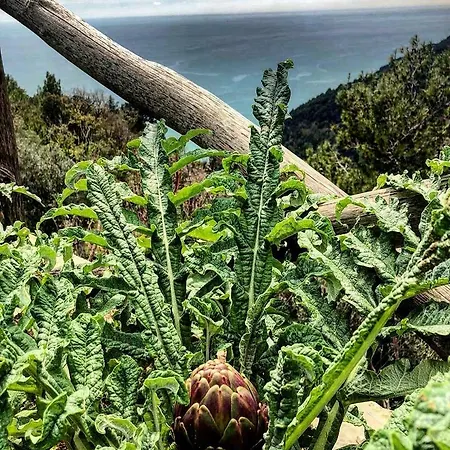 לינה וארוחת בוקר Casa Flora 2*