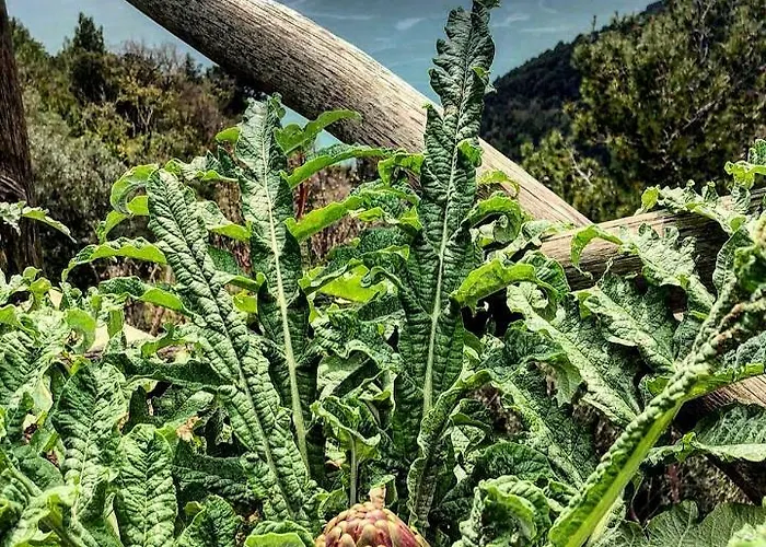 Bed and breakfast Casa Flora 2*